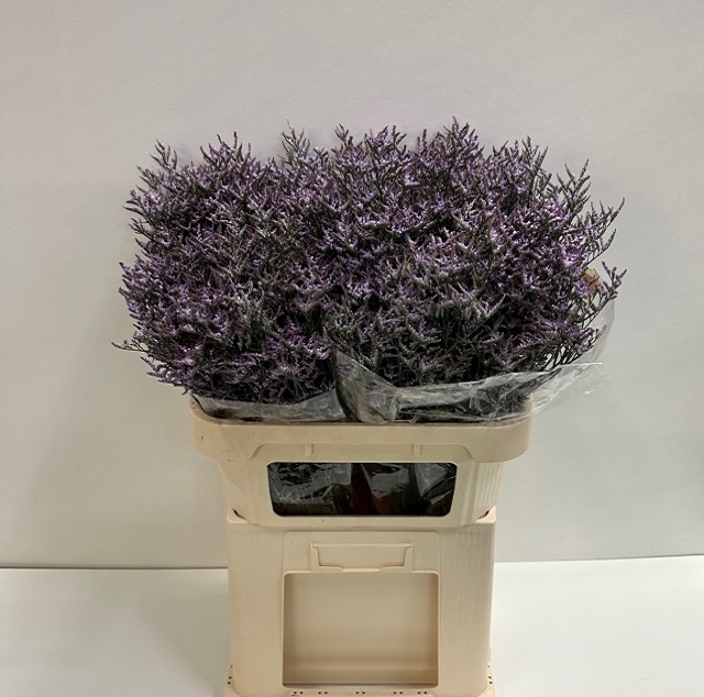 Limonium safora lilac.jpg